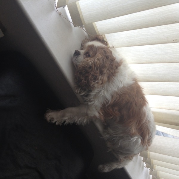 Tell us about (or show us!) the funniest places you've found your pet for a chance to win a Christmas hamper worth £100 and a copy of Oi Frog! by Kes Gray and Jim Field.