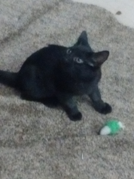 Look at my Precious Baby Fur Princess