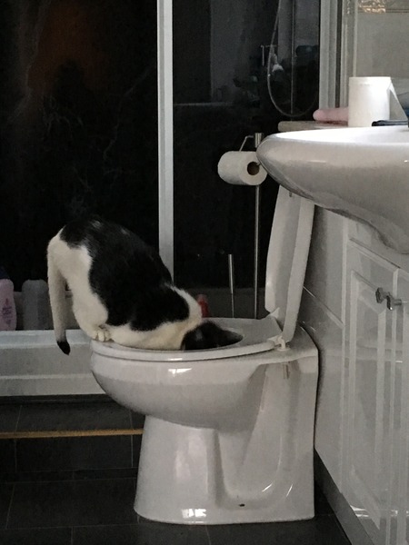 Do cats ever drink the water you put down for them?