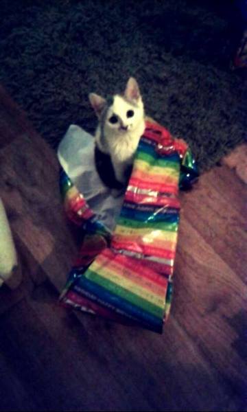 What's the cheekiest or most mischievous adventure your pet has had at Christmas? Share it with MORE TH>N: chance to win £300! NOW CLOSED