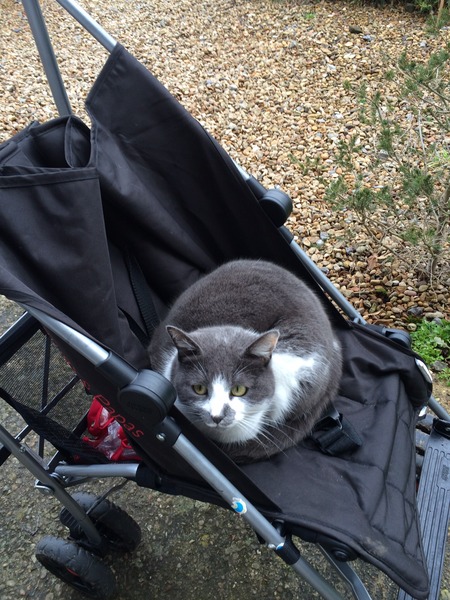 Tell us about (or show us!) the funniest places you've found your pet for a chance to win a Christmas hamper worth £100 and a copy of Oi Frog! by Kes Gray and Jim Field.