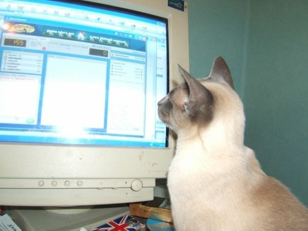 I had my cat PTS this morning.