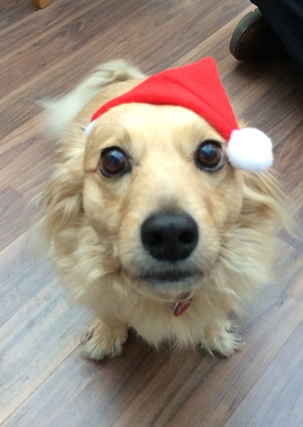 Happy Christmas pics!