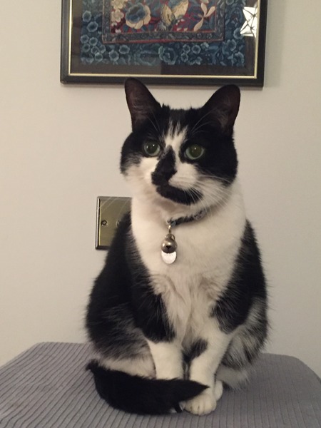 If your cat/s were human, what sort of person would they be?