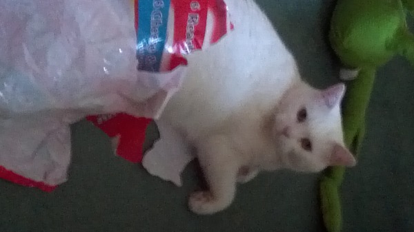 Tell us about (or show us!) the funniest places you've found your pet for a chance to win a Christmas hamper worth £100 and a copy of Oi Frog! by Kes Gray and Jim Field.