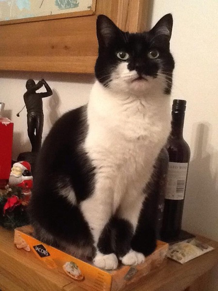If your cat/s were human, what sort of person would they be?