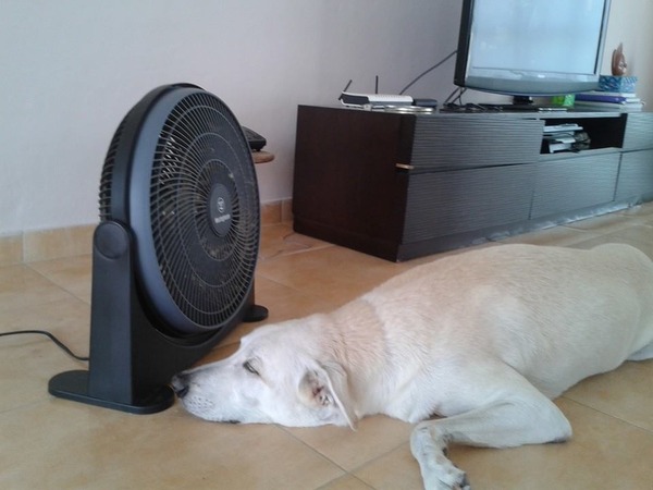 Tell us about (or show us!) the funniest places you've found your pet for a chance to win a Christmas hamper worth £100 and a copy of Oi Frog! by Kes Gray and Jim Field.