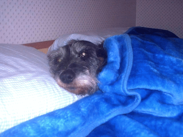 Tell us about (or show us!) the funniest places you've found your pet for a chance to win a Christmas hamper worth £100 and a copy of Oi Frog! by Kes Gray and Jim Field.