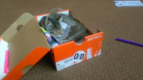 Tell us about (or show us!) the funniest places you've found your pet for a chance to win a Christmas hamper worth £100 and a copy of Oi Frog! by Kes Gray and Jim Field.