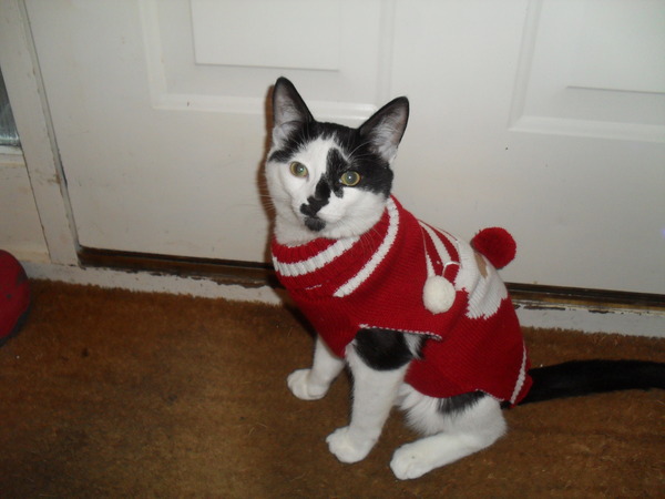 Festive kitties