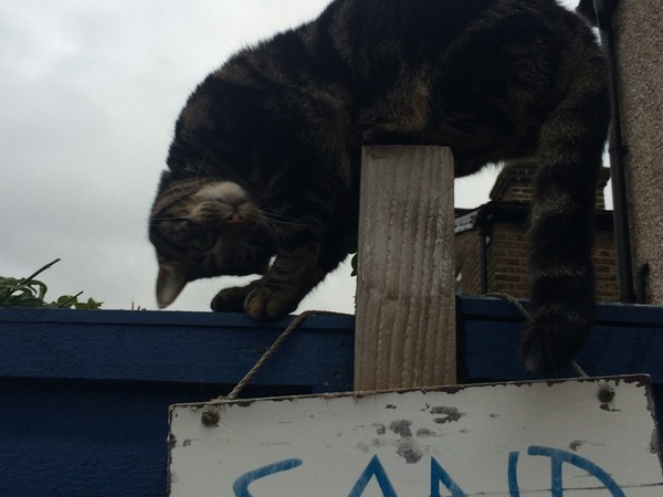 Tell us about (or show us!) the funniest places you've found your pet for a chance to win a Christmas hamper worth £100 and a copy of Oi Frog! by Kes Gray and Jim Field.