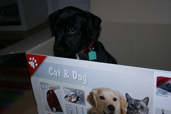 Tell us about (or show us!) the funniest places you've found your pet for a chance to win a Christmas hamper worth £100 and a copy of Oi Frog! by Kes Gray and Jim Field.