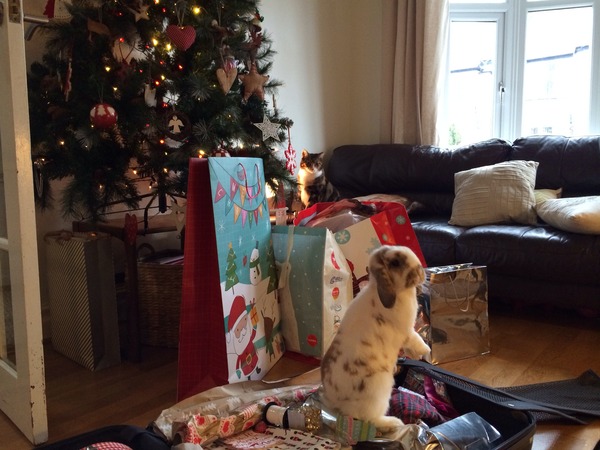 Tell us about (or show us!) the funniest places you've found your pet for a chance to win a Christmas hamper worth £100 and a copy of Oi Frog! by Kes Gray and Jim Field.