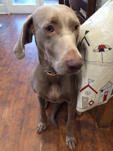 Really need advice on finding emergency care for dog owner may be admitted to hospital today