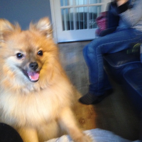 Meet my latest foster dog