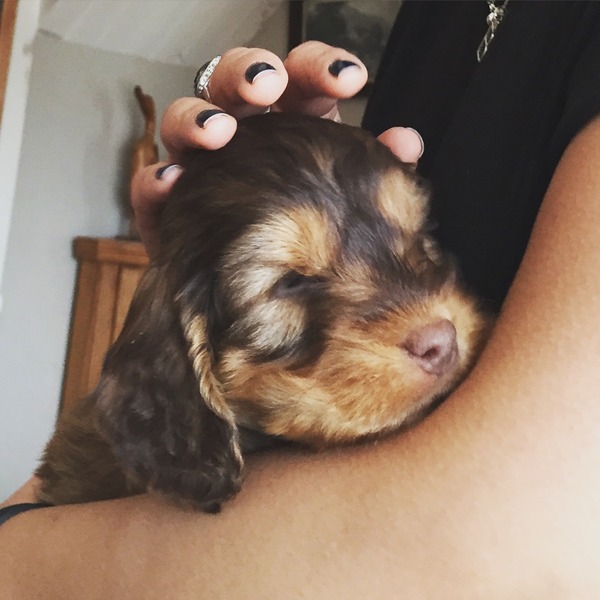 what breed would you recommend for first time dog owners?