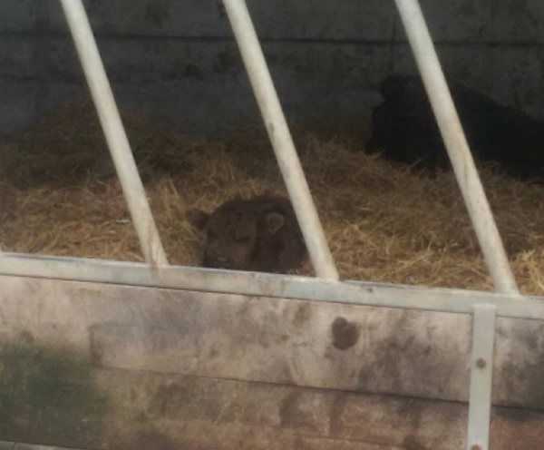 To break into the farm down the road
