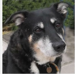 Can anyone hold my hand tonight?  Elderly dog