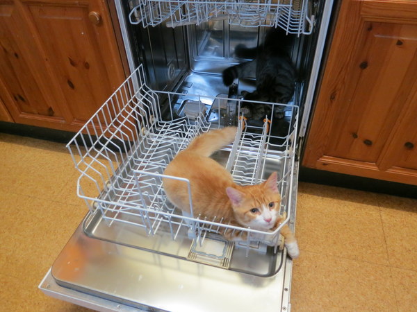 Tell us about (or show us!) the funniest places you've found your pet for a chance to win a Christmas hamper worth £100 and a copy of Oi Frog! by Kes Gray and Jim Field.