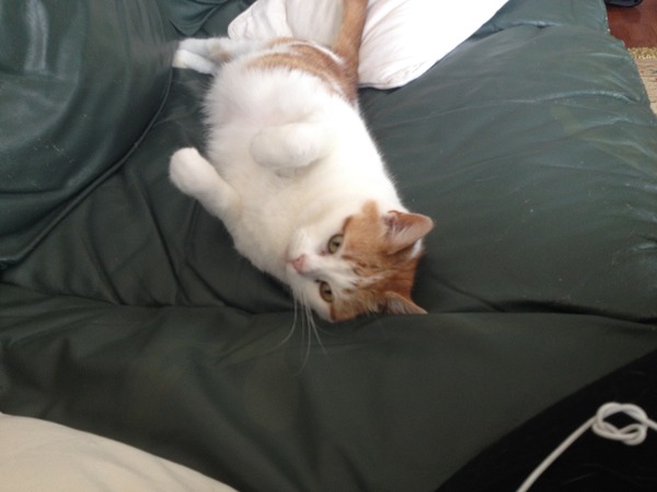 Tell us about (or show us!) the funniest places you've found your pet for a chance to win a Christmas hamper worth £100 and a copy of Oi Frog! by Kes Gray and Jim Field.