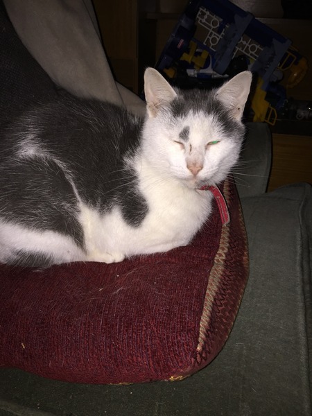 My cat never shuts up!