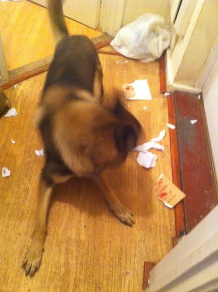 Tell us about (or show us!) the funniest places you've found your pet for a chance to win a Christmas hamper worth £100 and a copy of Oi Frog! by Kes Gray and Jim Field.