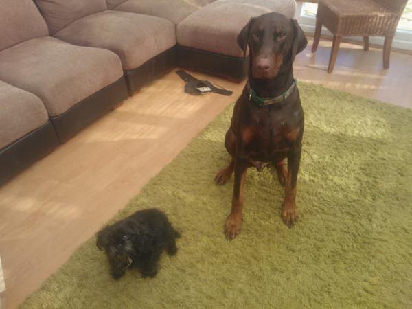 Tell us about (or show us!) the funniest places you've found your pet for a chance to win a Christmas hamper worth £100 and a copy of Oi Frog! by Kes Gray and Jim Field.