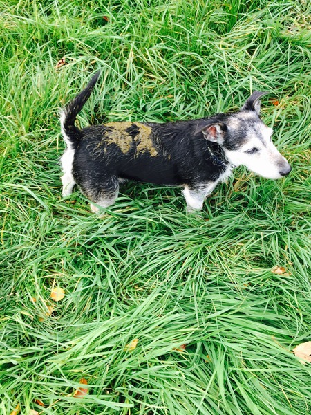 I really, really love my dogs but i am sick to death of them rolling in frigging fox poo
