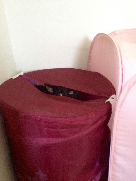 Tell us about (or show us!) the funniest places you've found your pet for a chance to win a Christmas hamper worth £100 and a copy of Oi Frog! by Kes Gray and Jim Field.