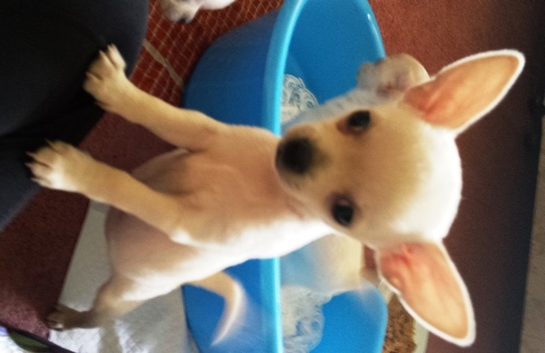 Tell us about (or show us!) the funniest places you've found your pet for a chance to win a Christmas hamper worth £100 and a copy of Oi Frog! by Kes Gray and Jim Field.