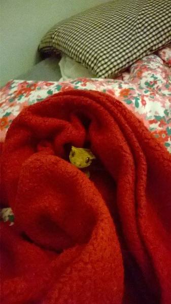 Tell us about (or show us!) the funniest places you've found your pet for a chance to win a Christmas hamper worth £100 and a copy of Oi Frog! by Kes Gray and Jim Field.