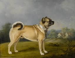 to feel uncomfortable about 'trendy dogs'