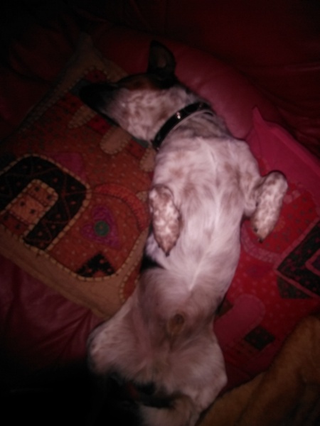 Tell us about (or show us!) the funniest places you've found your pet for a chance to win a Christmas hamper worth £100 and a copy of Oi Frog! by Kes Gray and Jim Field.