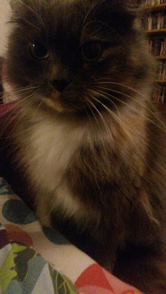 One of my cats has taken to pissing on my hob and shitting on the worktop...