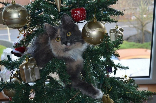 Tell us about (or show us!) the funniest places you've found your pet for a chance to win a Christmas hamper worth £100 and a copy of Oi Frog! by Kes Gray and Jim Field.