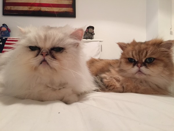 To get two cats instead of one?