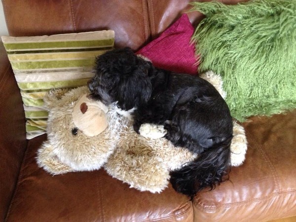 Tell us about (or show us!) the funniest places you've found your pet for a chance to win a Christmas hamper worth £100 and a copy of Oi Frog! by Kes Gray and Jim Field.