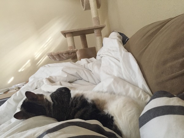 We're multitasking by crocheting and blood testing our way through pregnancy. We are waiting for our clutch of Christmas babies to hatch while our newbies are gearing up for scans, it's JS Grads 42!