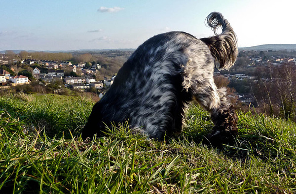 Tell us about (or show us!) the funniest places you've found your pet for a chance to win a Christmas hamper worth £100 and a copy of Oi Frog! by Kes Gray and Jim Field.