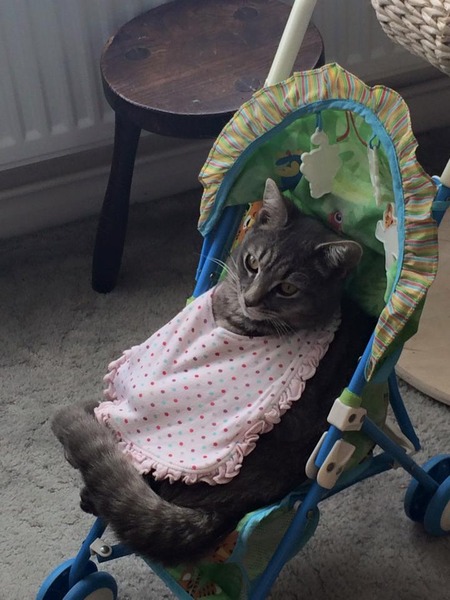 Tell us about (or show us!) the funniest places you've found your pet for a chance to win a Christmas hamper worth £100 and a copy of Oi Frog! by Kes Gray and Jim Field.