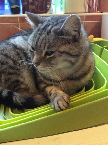 Tell us about (or show us!) the funniest places you've found your pet for a chance to win a Christmas hamper worth £100 and a copy of Oi Frog! by Kes Gray and Jim Field.