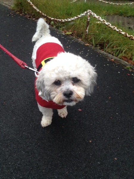 Tell us about (or show us!) the funniest places you've found your pet for a chance to win a Christmas hamper worth £100 and a copy of Oi Frog! by Kes Gray and Jim Field.