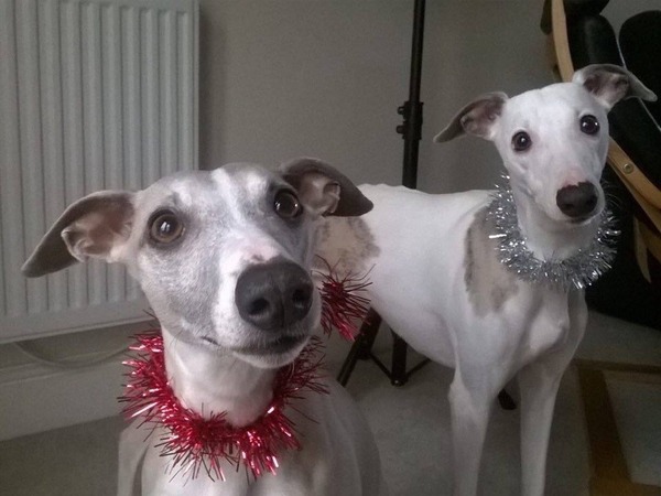 Happy Christmas pics!