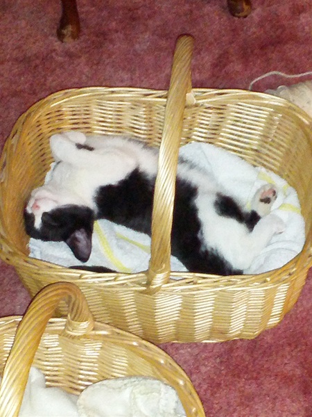 Tell us about (or show us!) the funniest places you've found your pet for a chance to win a Christmas hamper worth £100 and a copy of Oi Frog! by Kes Gray and Jim Field.