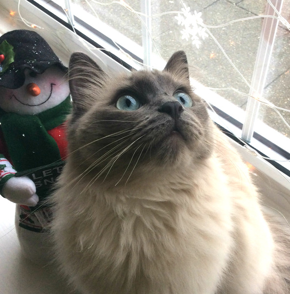 What's the cheekiest or most mischievous adventure your pet has had at Christmas? Share it with MORE TH>N: chance to win £300! NOW CLOSED