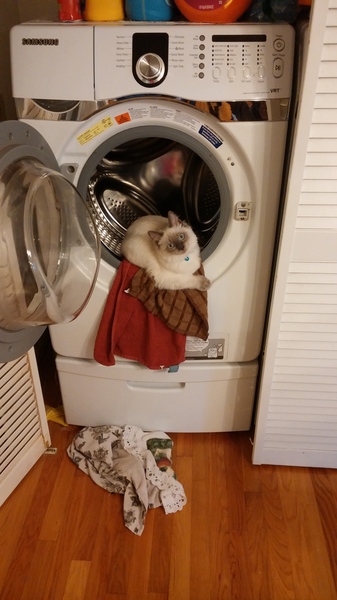 Tell us about (or show us!) the funniest places you've found your pet for a chance to win a Christmas hamper worth £100 and a copy of Oi Frog! by Kes Gray and Jim Field.