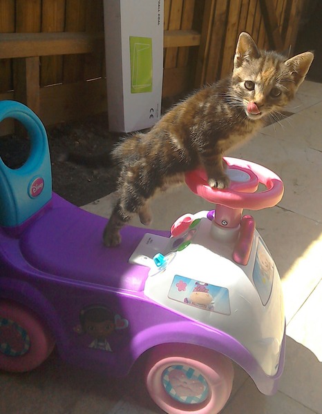 Tell us about (or show us!) the funniest places you've found your pet for a chance to win a Christmas hamper worth £100 and a copy of Oi Frog! by Kes Gray and Jim Field.