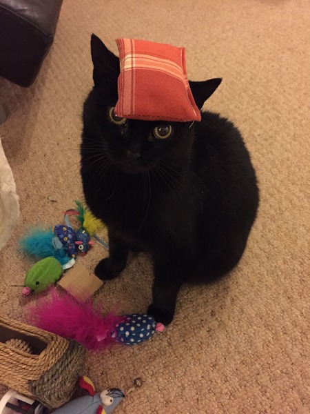 Ollie and cat flu