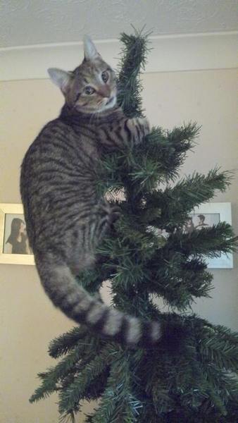 Tell us about (or show us!) the funniest places you've found your pet for a chance to win a Christmas hamper worth £100 and a copy of Oi Frog! by Kes Gray and Jim Field.