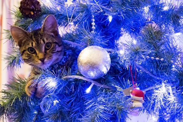 Tell us about (or show us!) the funniest places you've found your pet for a chance to win a Christmas hamper worth £100 and a copy of Oi Frog! by Kes Gray and Jim Field.